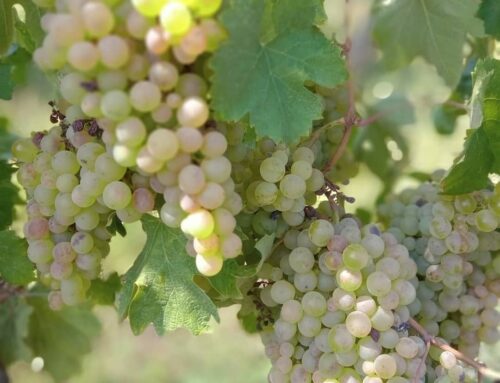 10 novembre 2024 – Festa dell’Agricoltura
