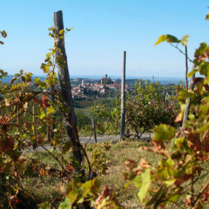 territorio_vigneti territorio_vigneti
